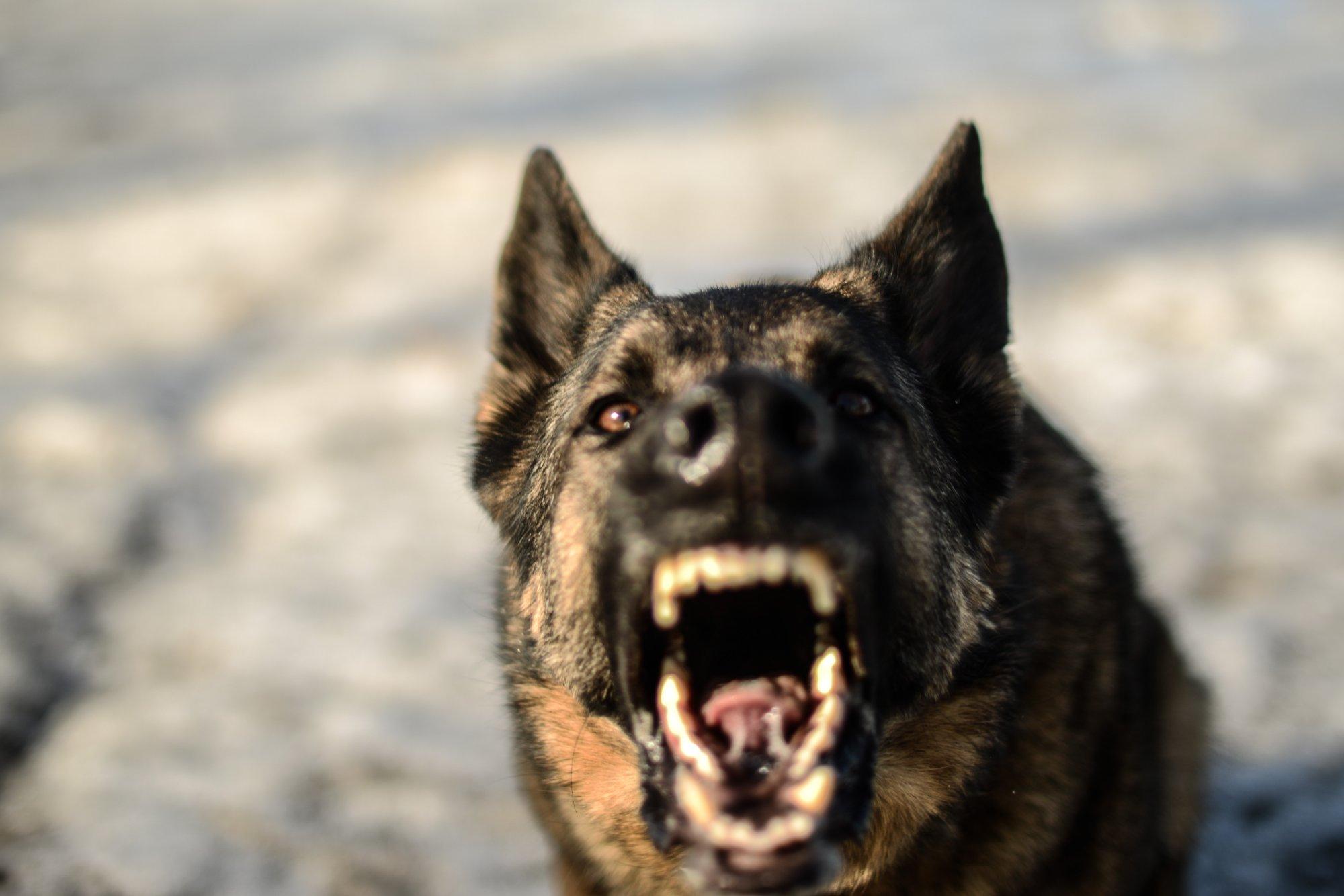 Dog Bite in Pearland